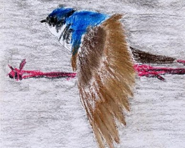 Blue Jay by Dan Hoffman