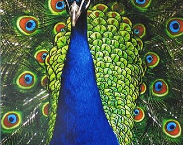 Peacock by Wayne Cruikshanks